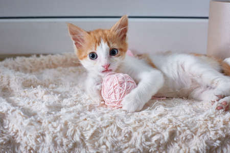 the kitten is lying with a ball of pink threadsの写真素材