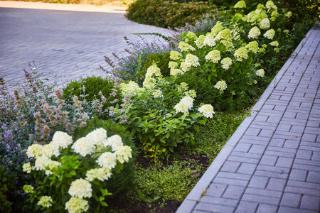 Flowerbed with hydrangeas and other flowers on a sunny summer day.の写真素材