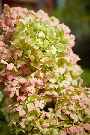Large-leaved hydrangea of the Endless Summer variety at the end of flowering in October.の写真素材