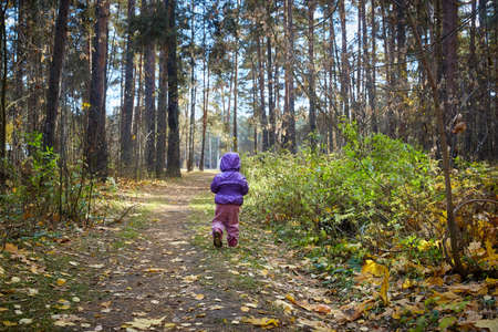 child walks in the forest on a sunny autumn day. Lifestyle, view from the childs backの写真素材
