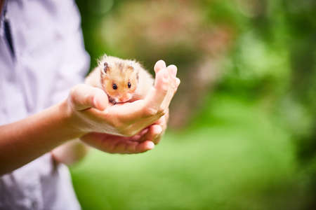 orange hamster in the hands of a boy on a sunny summer day. Green grass background. Small depth of field.の写真素材