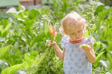 girl in the garden walks with an armful of carrots and holds a crop of peas in her hand.の写真素材