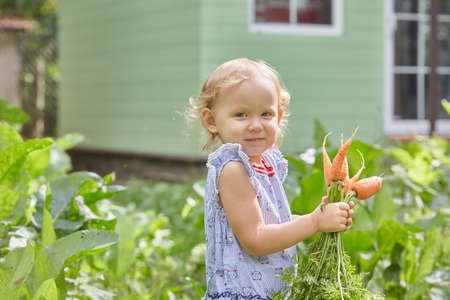 girl in the garden near the house carries a bunch of carrots from the gardenの写真素材