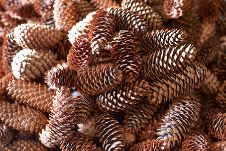 Background of a bunch of pine cones.の写真素材