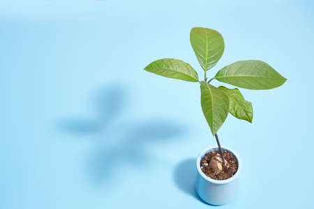 avocado sprout on a blue background with a place for dough.