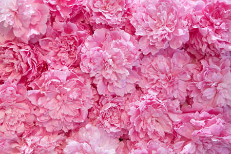 Background of pink peony flowers. Copy space.の写真素材