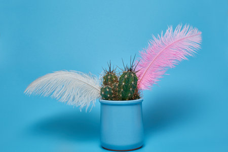 Green cactus and colored feathers in a blue pot on a blue background with a copy space.の写真素材