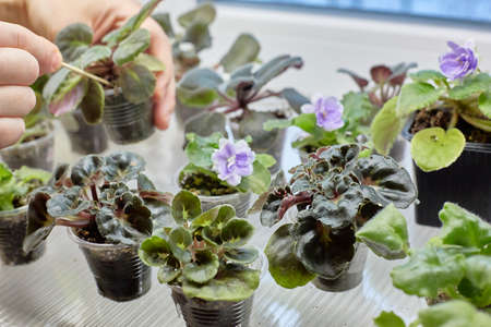 saintpaulia, african violets, Sprouts of Uzambar violets. Focus on the curly violet. In the background, hands are loosening a green sprout. international hobby and business.の写真素材