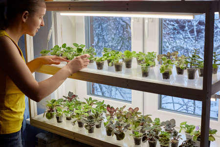 woman takes care of the sprouts on her window. A small business of growing plantsの写真素材