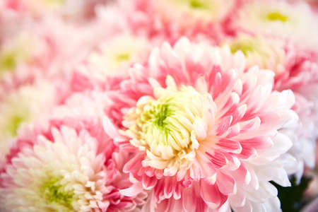 flowers close-up. White and pink aster bouquet.の写真素材