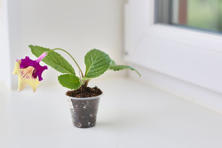 Red-yellow streptocarpus in a plastic stanak pot on the window.の写真素材