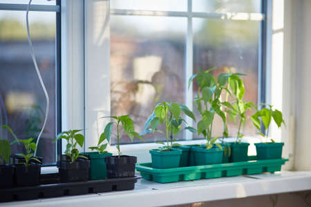 Tomato seedlings on the windowsill. Growing seedlings at home. Spring planting of early harvests