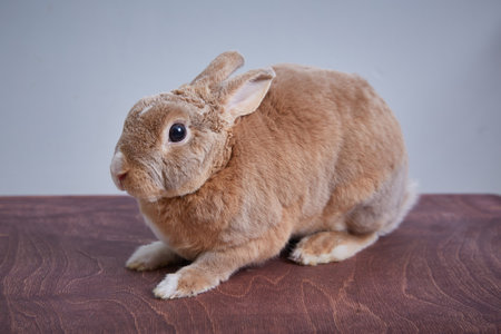 domestic rabbit pet on a wooden surfaceの写真素材