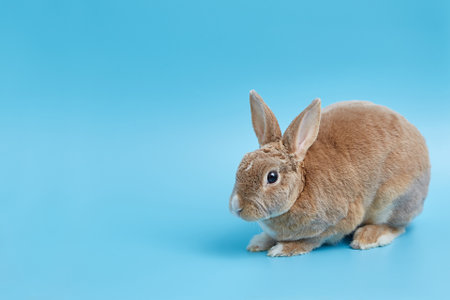 Decorative dwarf rex rabbit on a blue background. Easter banner with copy space.の写真素材