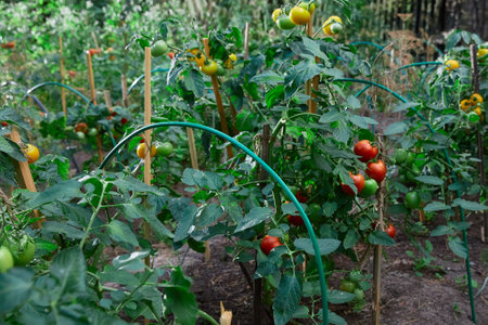 Ripe organic tomatoes in garden ready to harvest. Bio tomatoes .Tomato growing in he gardenの写真素材