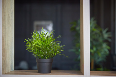 Interior design. Home decoration with potted flowers. Pogonatherum paniceum in a flower pot on a shelfの写真素材