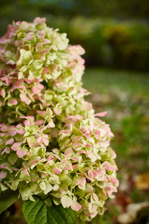 Hydrangea of the Endless Summer variety at the end of flowering in October.の写真素材