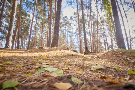 Autumn park with pine trees on a sunny day.の写真素材