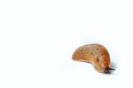 Big Spanish Slug Arion vulgaris. Isolated on white background. Copy spaceの写真素材