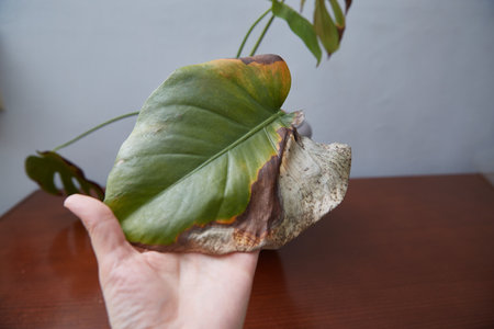Demonstration of the diseased monstera leaf. Indoor plants diseases. High quality photoの写真素材