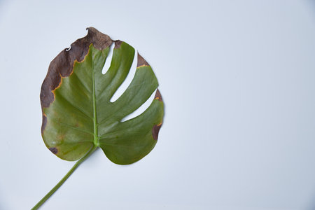 A sick monstera leaf on a light background. Background for advertising the care and treatment of home flowersの写真素材