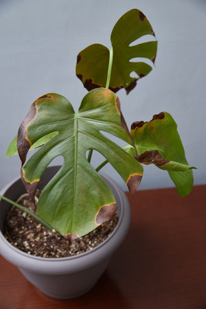A sick leaf of monstera, a home flower. Vertical frame.の写真素材