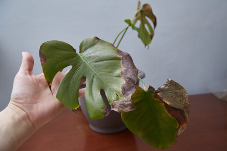 Indoor plant diseases. Demonstration of the diseased monstera leafの写真素材