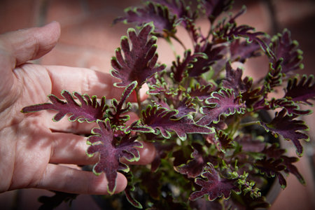 Coleus Blumei Plectranthus scutellarioides. Name of the plant variety Kiwi Fern. Coleus leaves in hand close-upの写真素材