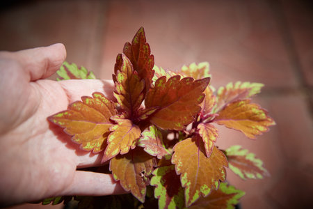 Coleus Blumei Plectranthus scutellarioides. Name of the plant variety Inferno. Coleus leaves in hand close-up.の写真素材