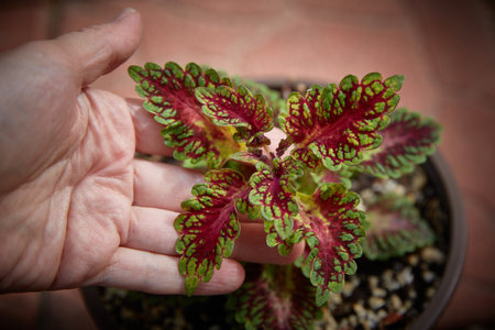 Coleus Blumei Plectranthus scutellarioides. Name of the plant variety Watermelon. Coleus leaves in hand close-up.の写真素材
