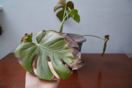 Indoor plant diseases. Demonstration of the diseased monstera leafの写真素材