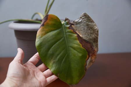Demonstration of the diseased monstera leaf. Indoor plants diseasesの写真素材
