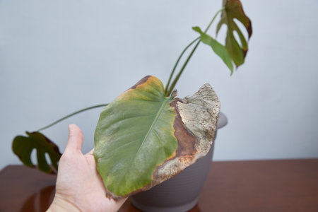 A large potted houseplant. Diseases of the Maonsterの写真素材