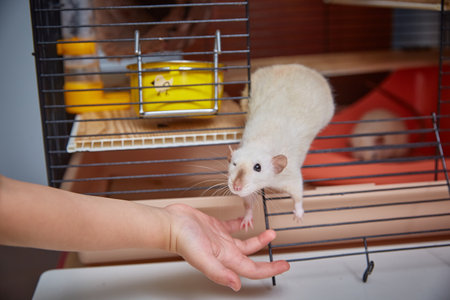 The rat comes out of the cage into the hands of a childの写真素材