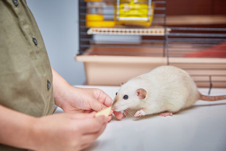 Close-up of a rat near childrens hands with cheese. The concept of feeding and caring for animals. Interaction of pets and children.の写真素材