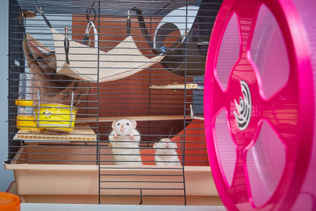 Funny curious white rats looking out of a cageの写真素材