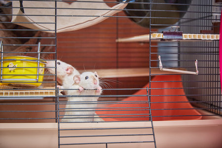 Two white domestic Siamese rats in a cage.の写真素材