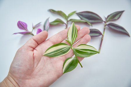 A set of slices of houseplants of tradescantia of different varieties. Yellow hill in the foregroundの写真素材