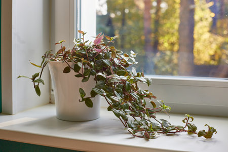 Tradescantia in a tall white planters on a white windowsill.の写真素材