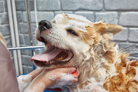 A dog takes a bath in a grooming salon. Akita Inu Bathingの写真素材