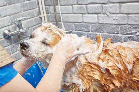 The dog is washed from the shower in a plastic tub in a grooming salon.の写真素材