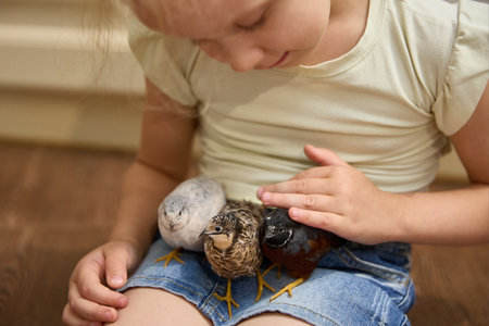 Painted Chinese quails in the hands of a little girl.の写真素材