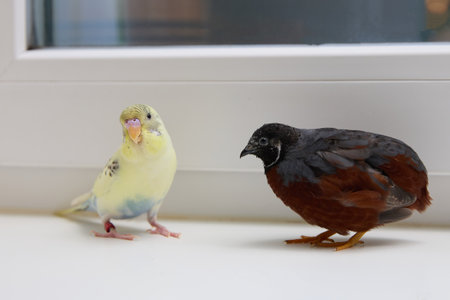 A Colorful Budgie and Quail Pair Sitting Together on a Cozy Windowsill, Enjoying the Dayの写真素材