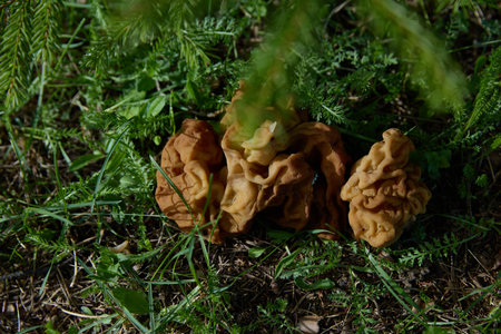 Gyromitra. Exploring Unique Mushrooms That Are Thriving and Growing in Their Natural Habitat Outdoorsの写真素材