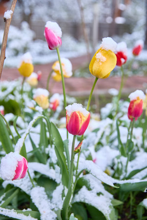 Tulips after a snowfall. The problem of ecology and climate change. Uncontrollable elements and climate weapons.の写真素材