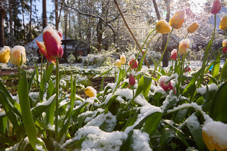Tulips after a snowfall. The problem of ecology and climate change. Uncontrollable elements and climate weapons.の写真素材