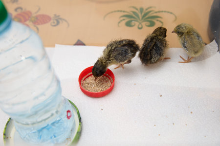 Chinese painted quail are in a transparent box.の写真素材