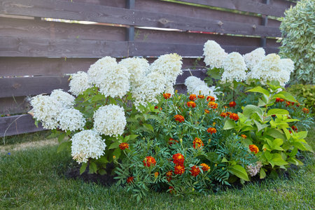 Paniculate hydrangea and marigolds on a flower bed near the fence on a sunny summer day.の写真素材