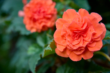 Begonia Elatior close-up. A flowering plant of the Begoniaceae family.