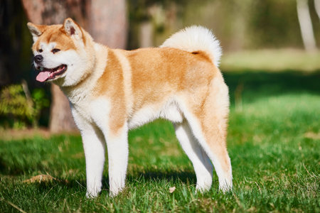 Beautiful purebred dog Akita Inu for a walk in the park. Lake and green grass on the background. Summer day outside.の写真素材